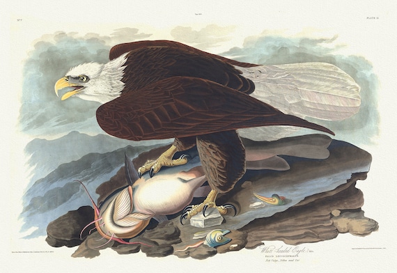 Bald Eagle.  Male. Falco leucocephalus. Fish vulgo - yellow mud cat. c.2 v.1 plate 31,  print on canvas,  50 x 70 cm, 20 x 25" approx.