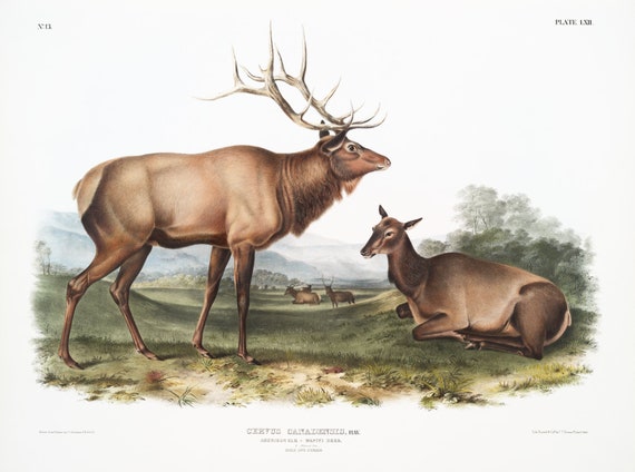 J.J. Audobon,  Elk (Cervus Canadensis) from the viviparous quadrupeds of North America (1845)  ,print   50 x 70 cm, 20 x 25" approx.