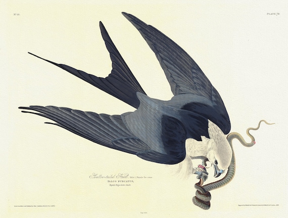 J.J. Audubon, Swallow-tailed hawk. Male, 1. Female the same. Falco furcatus, 1835,  nature print on canvas,  50 x 70 cm, 20 x 25" approx.