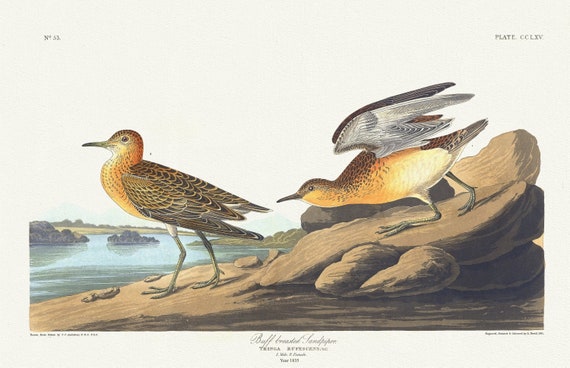 J.J. Audobon,  Buff breasted sandpiper. Tringa rufescens, Viell, 1835 , vintage nature print on canvas,  50 x 70 cm, 20 x 25" approx.