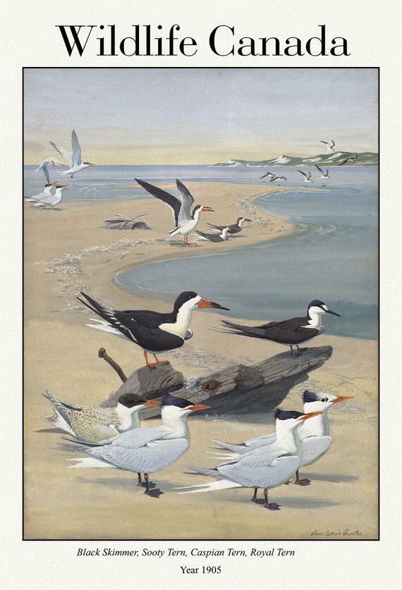 Wildlife Canada, Black Skimmer, Sooty Tern, Caspian Tern, Royal Tern, 1905  , vintage nature print on canvas,  50 x 70 cm, 20 x 25" approx.