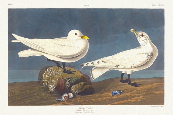 J.J. Audubon, Ivory gull, Lath.  Larus eburneus, Gm. 1. Adult male. 2. Young second autumn. Ver. II, canvas,  50 x 70 cm, 20 x 25" approx.