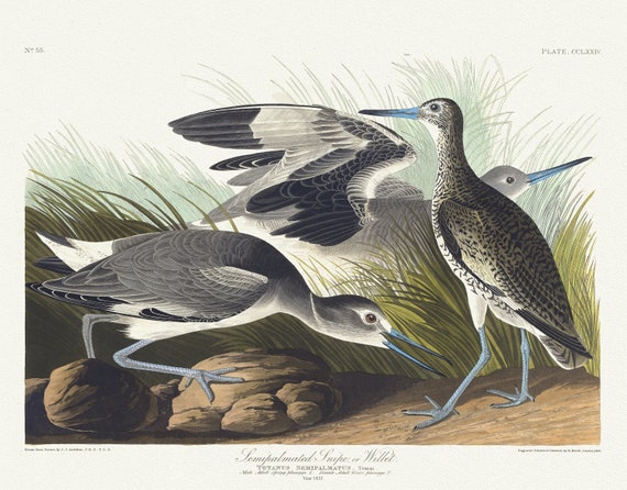 J.J. Audubon, Semipalmated snipe or willet. Totanus semipalmatus, Temm. Male adult spring plumage, 1. Female, 1835 ,canvas, 20 x 25" approx.