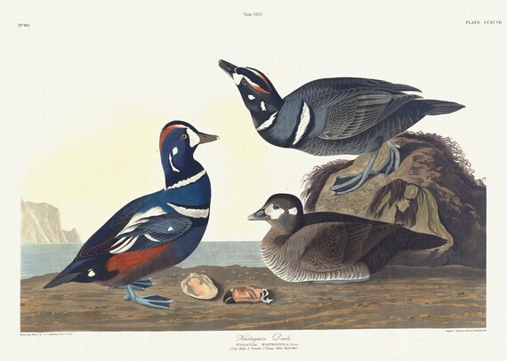 J.J. Audobon,  Harlequin duck. Fuligula histronica, Bonap. 1. Old male. 2. Female. 3. Young male, 1835 ,  50 x 70 cm, 20 x 25" approx.