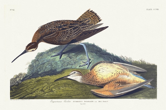 J.J. Audubon,  Esquimaux curlew. Numenius borealis, Lath. Male, 1. Female, 2, 1835, nature print on canvas,  50 x 70 cm, 20 x 25" approx.
