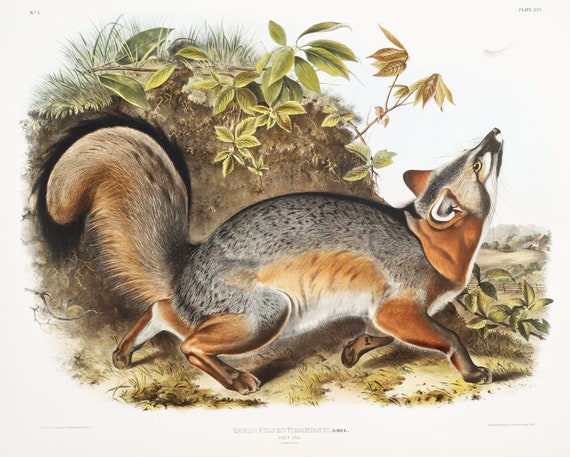 J.J. Audobon, Grey Fox (Canis Virginianus) from the viviparous quadrupeds of North America (1845), on canvas,  50 x 70 cm, 20 x 25" approx.