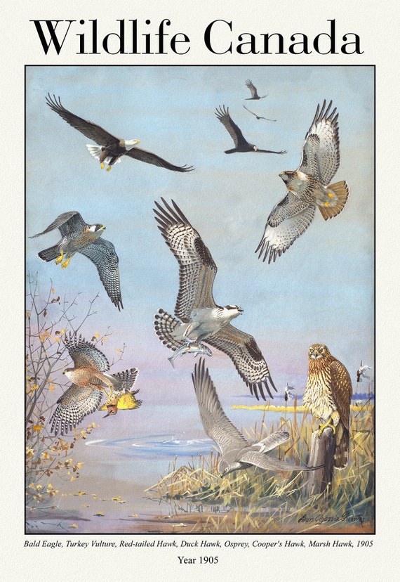 Wildlife Canada, Bald Eagle, Turkey Vulture, Red-tailed Hawk, Duck Hawk, Osprey, Cooper's Hawk, Marsh Hawk, 1905, 50 x 70 cm, 20 x 25"