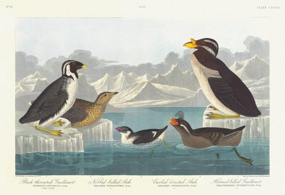 J.J. Audobon,  Black-throated guillemot. Nobbed-billed auk. Curled-crested auk. Horned-billed guillemo, 1835, 20x25"