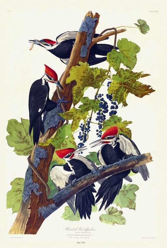 J.J. Audubon,  Pileated woodpecker. Picus pileatus, Linn, 1835 , vintage nature print on canvas,  50 x 70 cm, 20 x 25" approx.