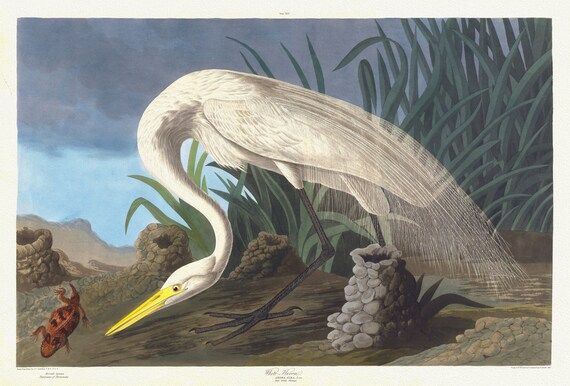 J.J. Audubon,  White heron. Ardea alba, Linn, spring plumage, 1835, vintage nature print on canvas,  50 x 70 cm, 20 x 25" approx.