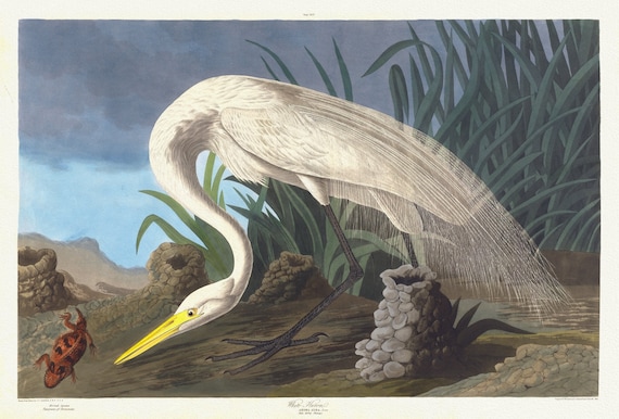 J.J. Audubon,  White heron. Ardea alba, Linn, spring plumage, 1835, vintage nature print on canvas,  50 x 70 cm, 20 x 25" approx.