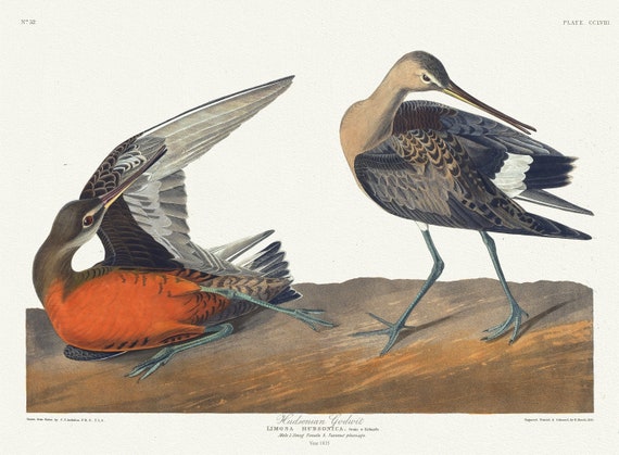 EJ.J. Audobon,  Hudsonian godwit. Limosa hudsonica, Male. 1. Young female. 2. Summer plumage,1836, on canvas,  50 x 70 cm, 20 x 25" approx.