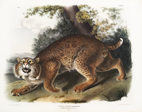 J.J. Audobon, North American wild cat (Lynx rufus) from the viviparous quadrupeds of North America (1845) ,  50 x 70 cm, 20 x 25" approx.