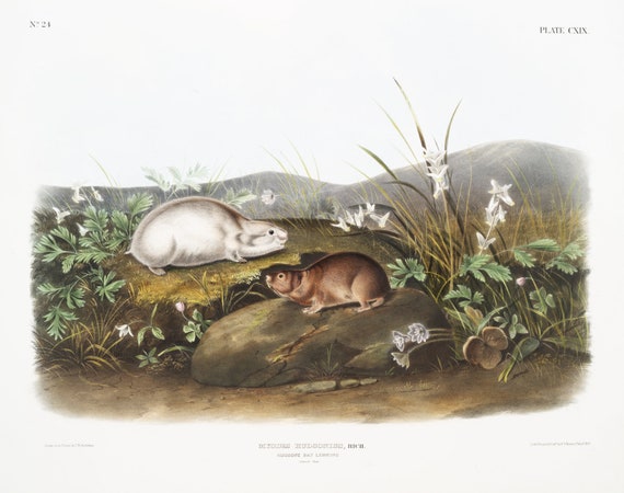 J.J. Audobon, Hudson Bay Lemming (Myodes Hudsonius) from the viviparous quadrupeds of North America (1845) ,canvas, 20 x 25" approx.