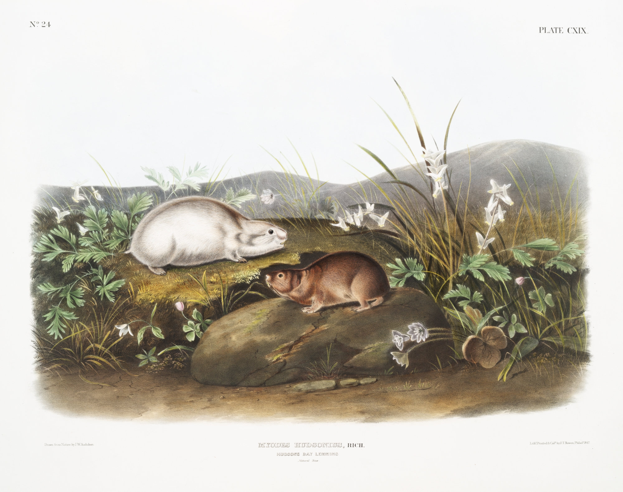 Arctic Lemming (gravura colorida)
