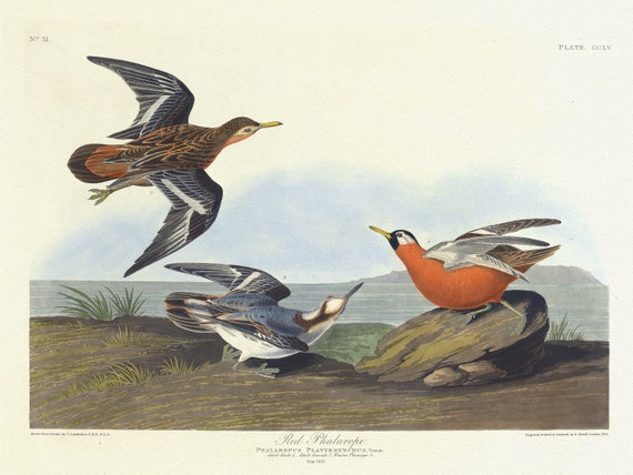 J.J. Audubon, , Red phalarope. Phalaropus platyrhynchus, Temm. Adult male, 1. Adult female, 2, 1835 , canvas,  50 x 70 cm, 20 x 25" approx.