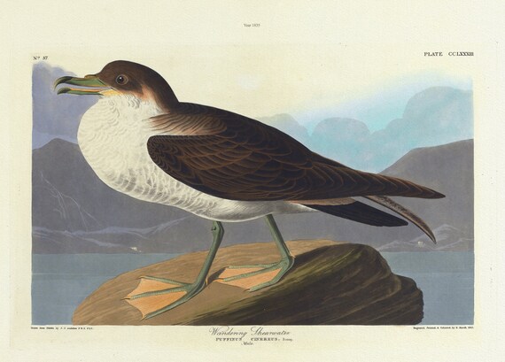 J.J. Audubon,  Wandering shearwater. Puffinus cinereus. Bonap, 1835 , vintage nature print on canvas,  50 x 70 cm, 20 x 25" approx.