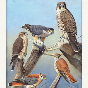 Canada, Pigeon Hawk, Duck Hawk, Sparrow Hawk, 1905, vintage nature print on canvas,  50 x 70 cm, 20 x 25&quot; approx.