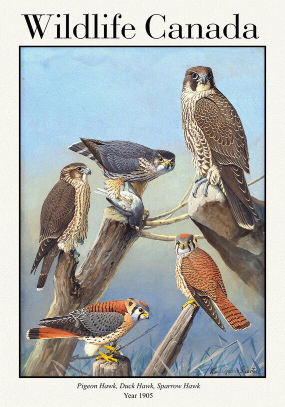 Canada, Pigeon Hawk, Duck Hawk, Sparrow Hawk, 1905, vintage nature print on canvas,  50 x 70 cm, 20 x 25" approx.