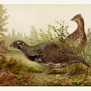 The Canada Grouse, Tetrao canadensis, Linnæus A. Pope Jr., 1878, ein Naturdruck auf schwerer Baumwollleinwand, 50 x 70 cm, 20 x 25" ca.