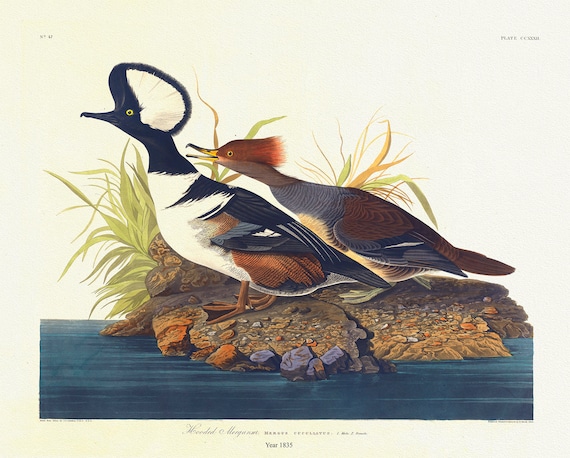 Hooded Merganser. Mergus cucullatus. , 1836  Audobon auth. vintage wildlife print on durable cotton canvas, 50 x 70 cm, 20 x 25" approx.