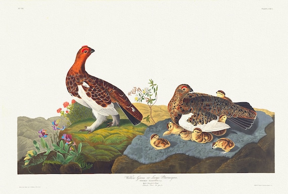 J.J. Audobon, Willow Grouse or large ptarmigan. Tetrao saliceti, 1835, bird print on durable cotton canvas, 19x27inches(50x70cm)