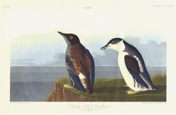 J.J. Audobon, Slender-billed guillemot. Uria Townsendi, Aud. . c.1 v.4 plate 430, 1835, print on canvas,  50 x 70 cm, 20 x 25" approx.