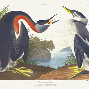 J.J. Audubon, Haubentaucher.Podiceps rubricollis, Lath. 1. Erwachsener männliches Federkleid. 2. Winterkleid Ver. II, 1835, Leinwand, 50 x 75 cm