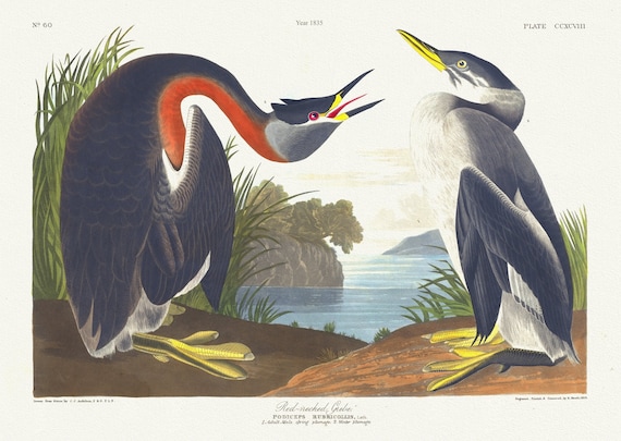 J.J. Audubon, Red-necked grebe.Podiceps rubricollis, Lath. 1. Adult male spring plumage. 2. Winter plumage Ver. II, 1835, canvas, 20 x 25"