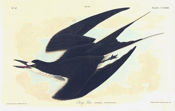 J.J. Audubon,  Sooty tern. Sterna fuliginosa, 1835, vintage nature print on canvas,  50 x 70 cm, 20 x 25" approx.