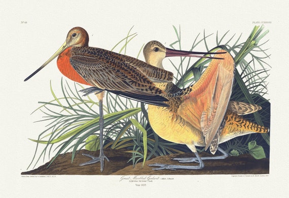 J.J. Audubon, Great marbled godwit. Limosa fedoa, Vieill, 1835, vintage nature print on canvas,  50 x 70 cm, 20 x 25" approx.