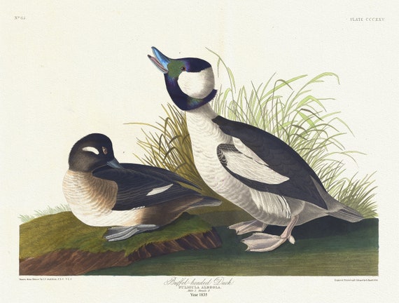 J.J. Audobon,  Buffet-headed duck. Fuligula albeola, 1835, vintage nature print on canvas,  50 x 70 cm, 20 x 25" approx.