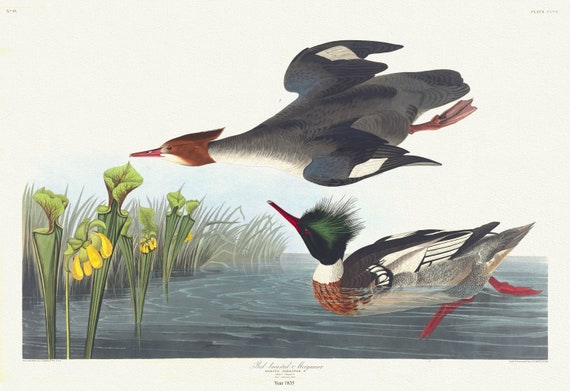 J.J. Audubon, Red-breasted merganser. Mergus serrator, L. Male, 1. Female, 2. Plant, sarracenia flava, 1835,  50 x 70 cm, 20 x 25" approx.