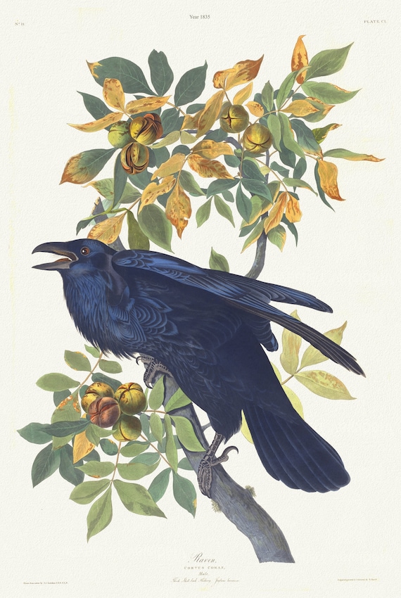 J.J. Audobon, Raven .Corvus corax. Male.. c.1 v.2 plate 101, 1835 , print on canvas,  50 x 70 cm, 20 x 25" approx.