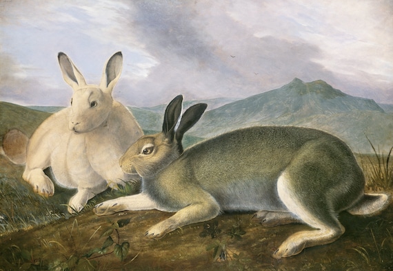 J.J. Audobon, Arctic Hare (ca. 1841) painting , vintage nature print on canvas,  50 x 70 cm, 20 x 25" approx.