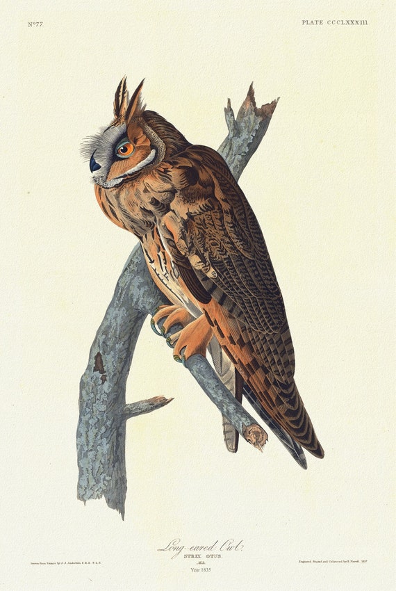 J.J. Audubon,  Long-eared owl .Strix otus. Male, 1835 , vintage nature print on canvas,  50 x 70 cm, 20 x 25" approx.