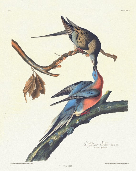 J.J. Audubon,  Passenger pigeon.  Male, 1. F, 2. Columba migratoria, 1835, vintage nature print on canvas,  50 x 70 cm, 20 x 25" approx.