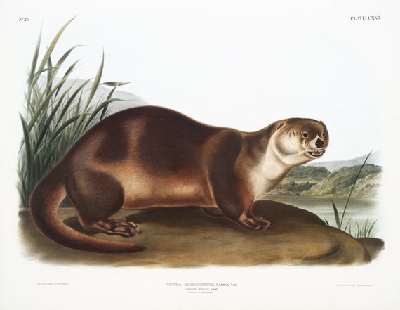 J.J. Audobon, Canada Otter (Lutra Canadensis) from the viviparous quadrupeds of North America (1845),  canvas,  50 x 70 cm, 20 x 25" approx.