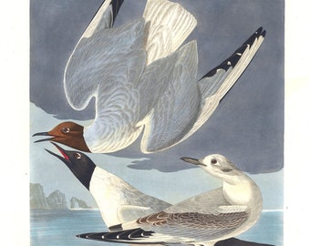 J.J. Audobon,  Bonapartian gull .Larus bonapartii, Swain and Rich. Male ,1835, vintage nature print on canvas,  50 x 70 cm, 20 x 25" approx.