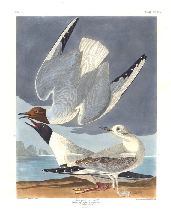 J.J. Audobon,  Bonapartian gull .Larus bonapartii, Swain and Rich. Male ,1835, vintage nature print on canvas,  50 x 70 cm, 20 x 25" approx.