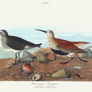 J.J. Audubon, Strandläufer Tringa alpina. L. 1. Sommerkleid. 2. Winterkleid, 1835, auf Leinwand, 50 x 70 cm, ca.