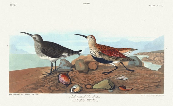 J.J. Audubon, Red-backed sandpiper Tringa alpina. L. 1. Summer plumage. 2. Winter plumage, 1835, on canvas,  50 x 70 cm, 20 x 25" approx.
