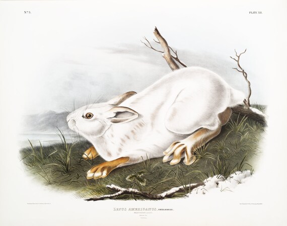 J.J. Audobon, Northern Hare in winter (Lepus Americanus) from the viviparous quadrupeds of North America (1845) ,  20 x 25" approx.