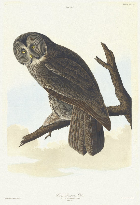 J.J. Audubon,  Great cinereous owl. Strix cinerea, Gmelin. Female adult, 1835, vintage nature print on canvas,  50 x 70 cm, 20 x 25" approx.