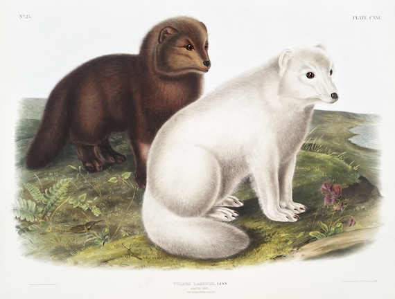 J.J. Audobon, Arctic Fox (Vulpes lagopus) from the viviparous quadrupeds of North America (1845)
