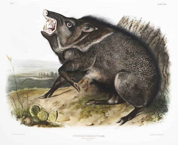 J.J. Audobon, Collared Peccary (Dycoteles torquatus) from the viviparous quadrupeds of North America (1845),  50 x 70 cm, 20 x 25" approx.