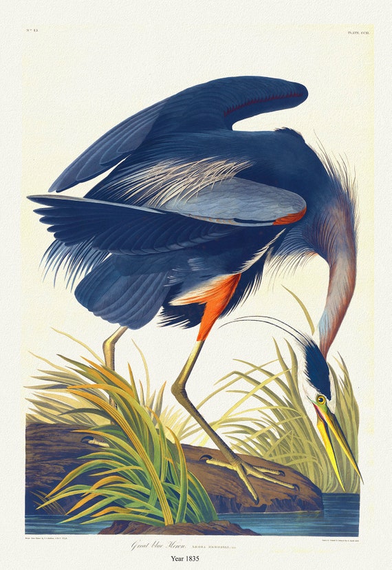 J.J. Audobon, Great Blue Heron. Ardea herodias. 1835, bird print on durable cotton canvas, 19x27inches(50x70cm) approx.