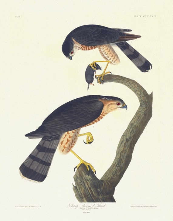 J.J. Audubon, Sharp-skinned hawk. Falco velox, Wilson. Male, 1. Female, 2, 1835 ,nature print on canvas,  50 x 70 cm, 20 x 25" approx.