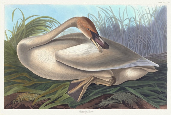 J.J. Audubon, Trumpeter swan. Cygnus buccinator. Young, 1835, vintage nature print on canvas,  50 x 70 cm, 20 x 25" approx.