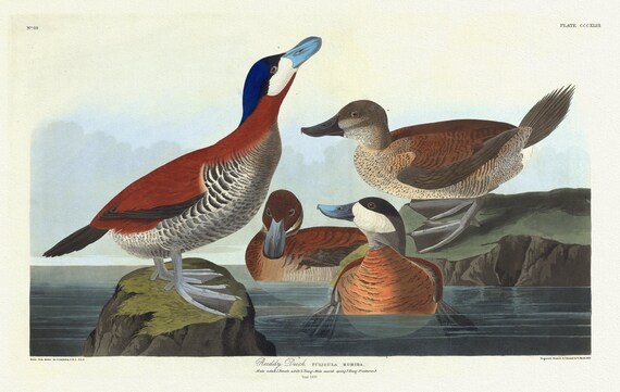 J.J. Audubon, Ruddy duck Fuligula rubida. Male adult , 1. Female adult, 2. Young male, 3. Young, 1835 , 50 x 70 cm, 20 x 25" approx.